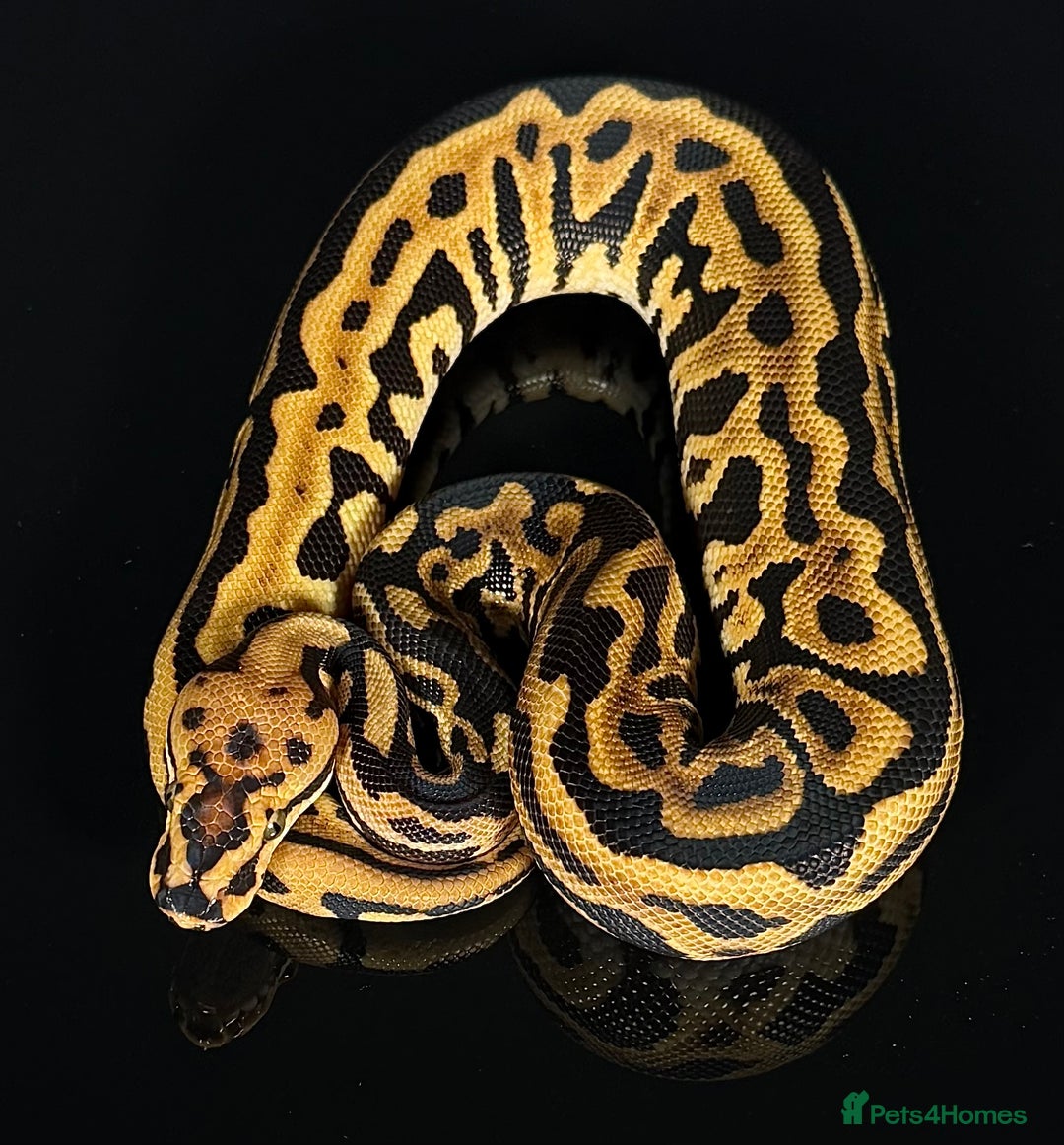Python Snake reptiles for sale: Royal pythons/ball pythons  - Image 8