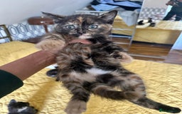 British Shorthair cats for sale: Pure British Shorthair Kittens Ready Now! - Image 12