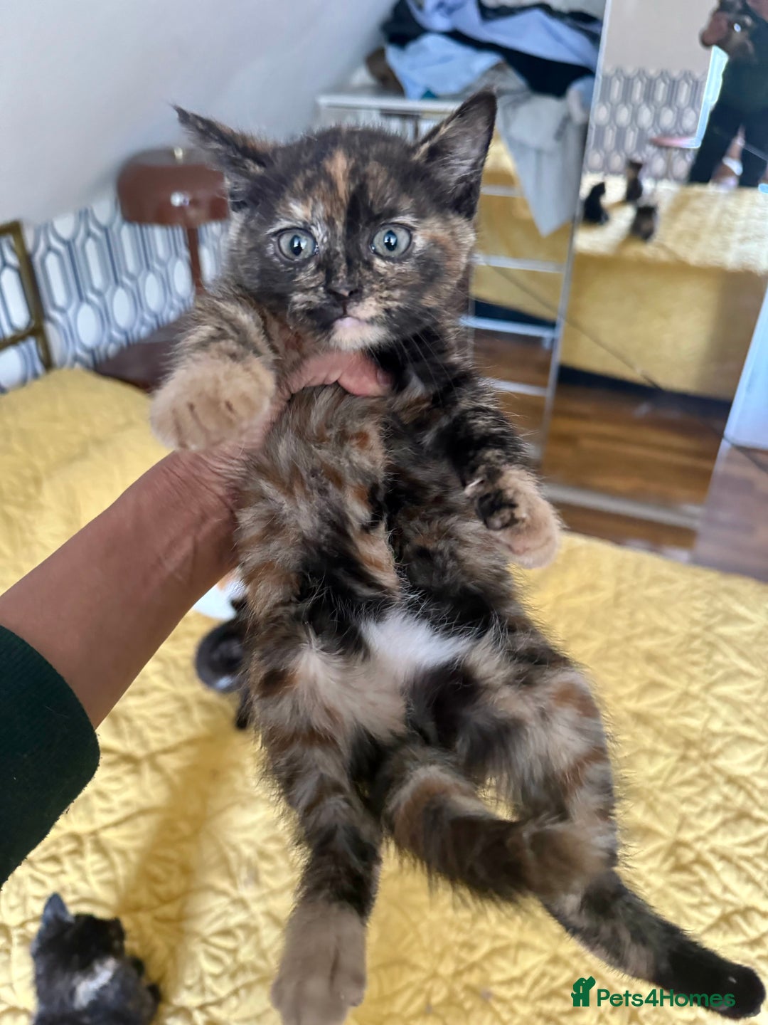 British Shorthair cats for sale: Pure British Shorthair Kittens Ready Now! - Image 12