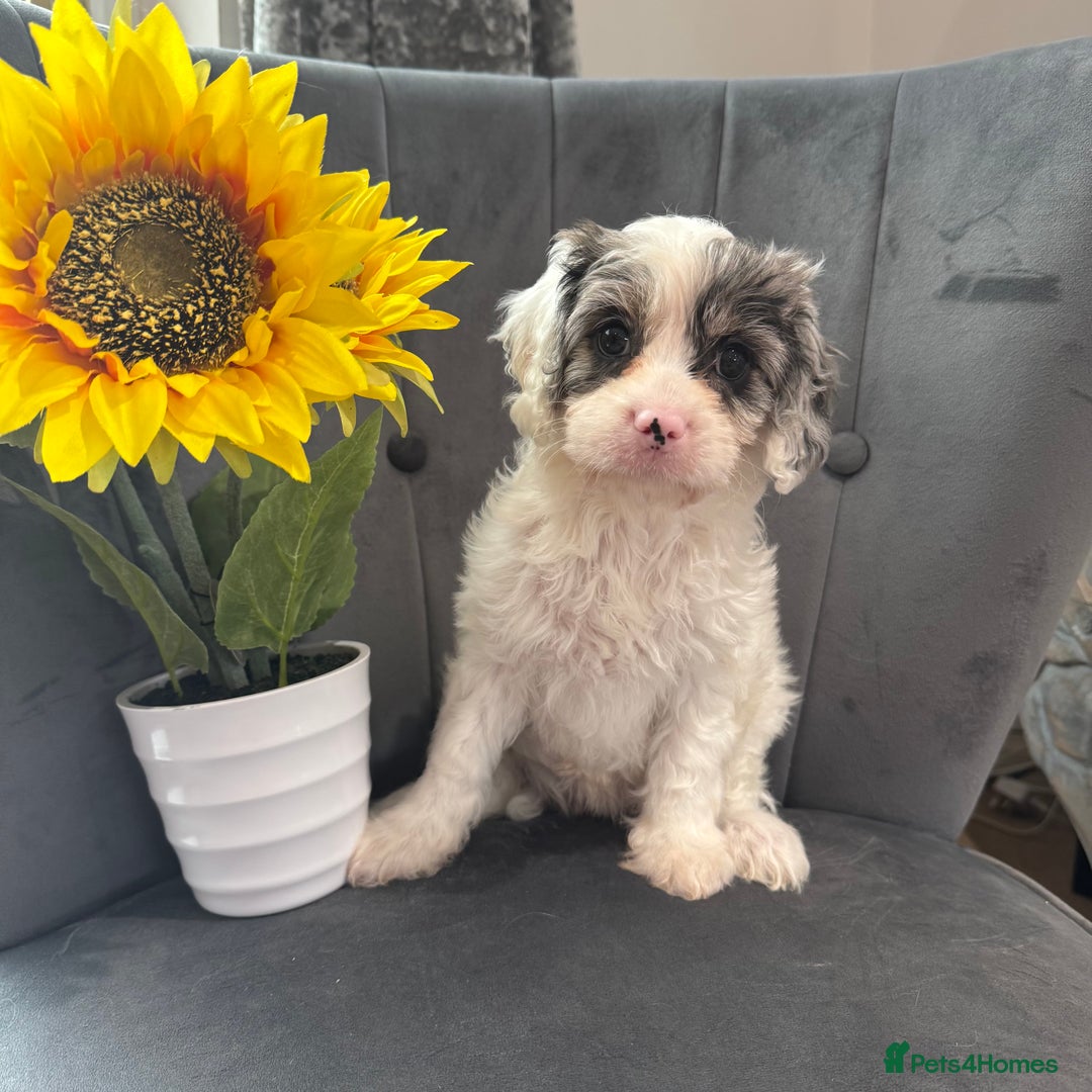 Cavapoo dogs for sale: LAST LITTER OF THESE UNIQUE PUPPIES - Image 4