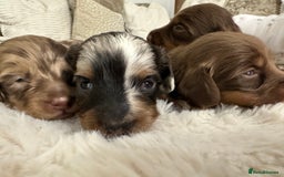 Miniature Dachshund dogs for sale: **MINI LONG HAIRED DACHSHUND** - Image 10
