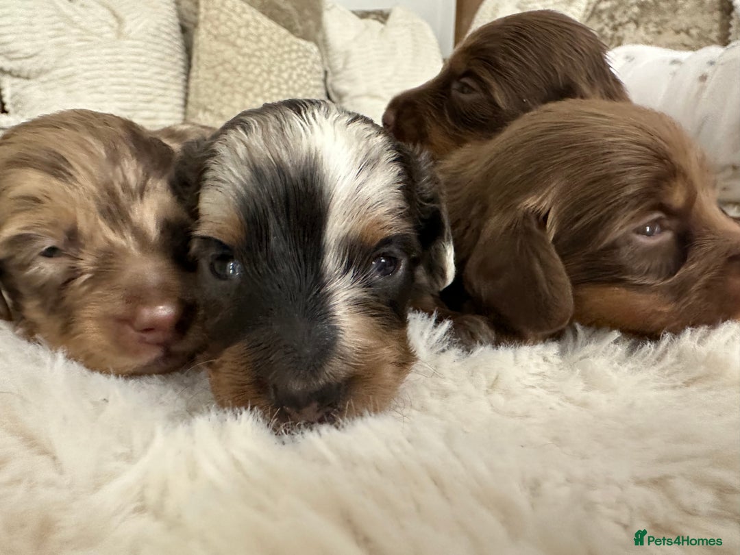 Miniature Dachshund dogs for sale: **MINI LONG HAIRED DACHSHUND** - Image 10