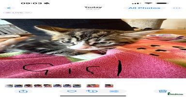 Domestic Shorthair cats - Advert 1