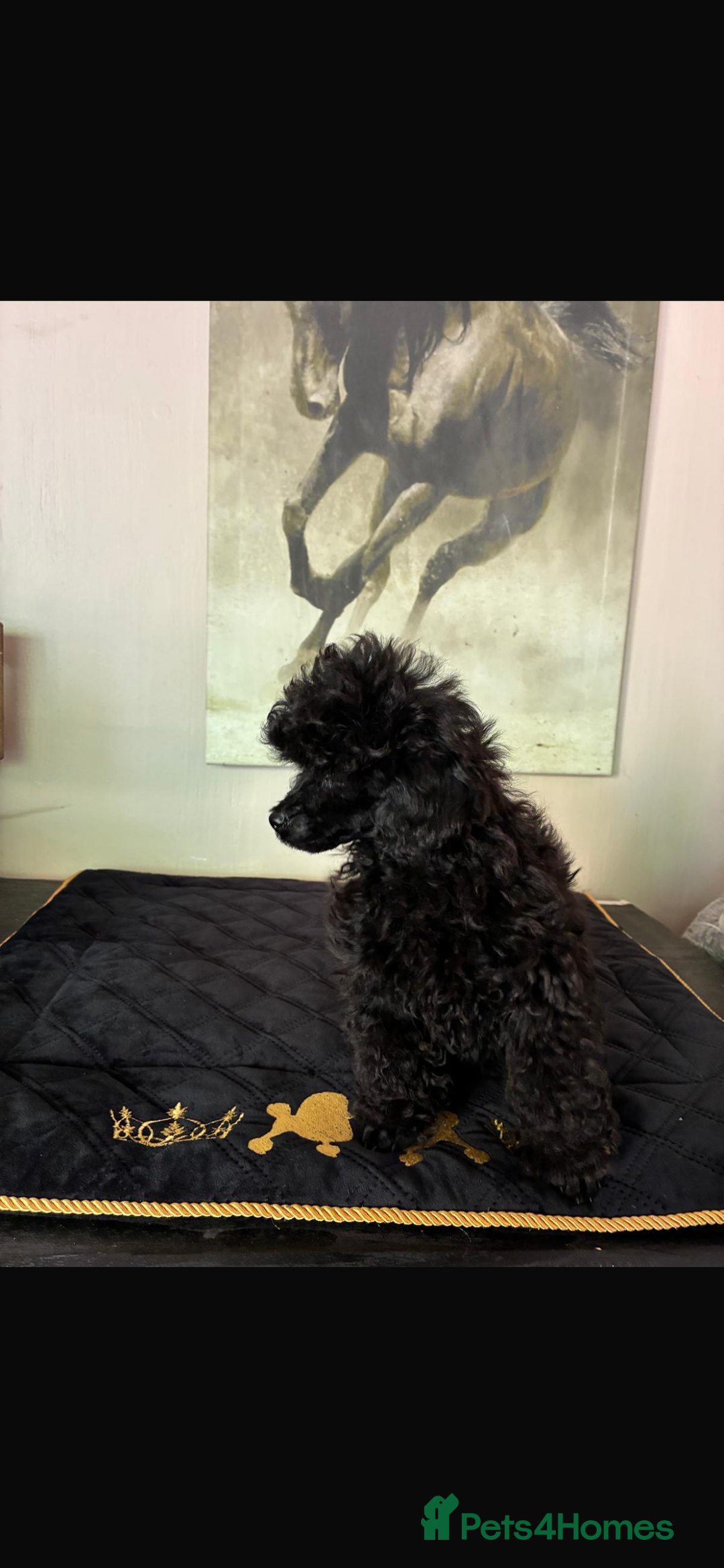 Toy Poodle dogs for sale: Toy poodle 9 weeks old  in Wisbech - Image 9