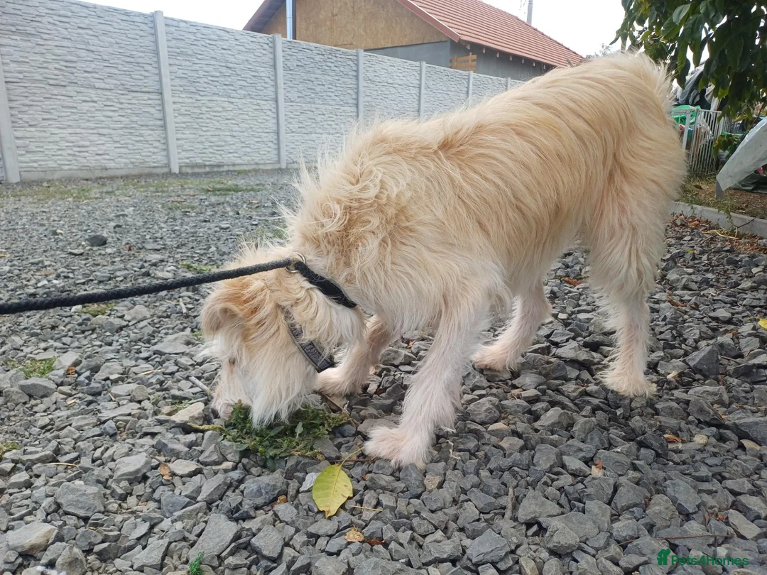 Mixed Breed dogs for adoption: 🐾💛 EMILY – A GENTLE SOUL FOR A LOVING HOME 💛🏡 - Advert 2