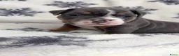 Olde English Bulldogge dogs for sale: 🔥🔥Champion bloodline Olde English Buldogs🔥🔥 - Advert 32