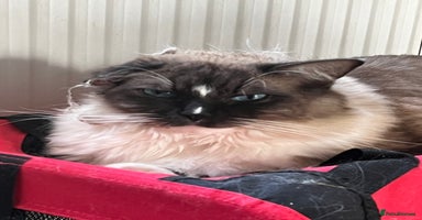 Ragdoll cats - Advert 4