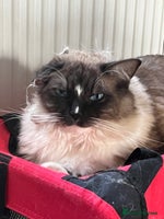 Ragdoll cats - Advert 4