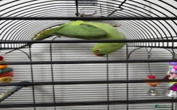 Ringnecks birds for sale: Ringneck with cage - Image 2