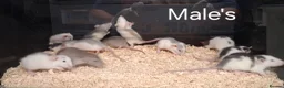 Rat rodents for sale: Baby Dumbo Rat's, Natural , Rex , Nakeds  - Advert 22