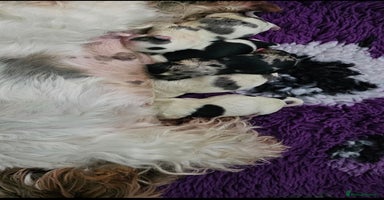 Yorkshire Terrier dogs - Advert 11
