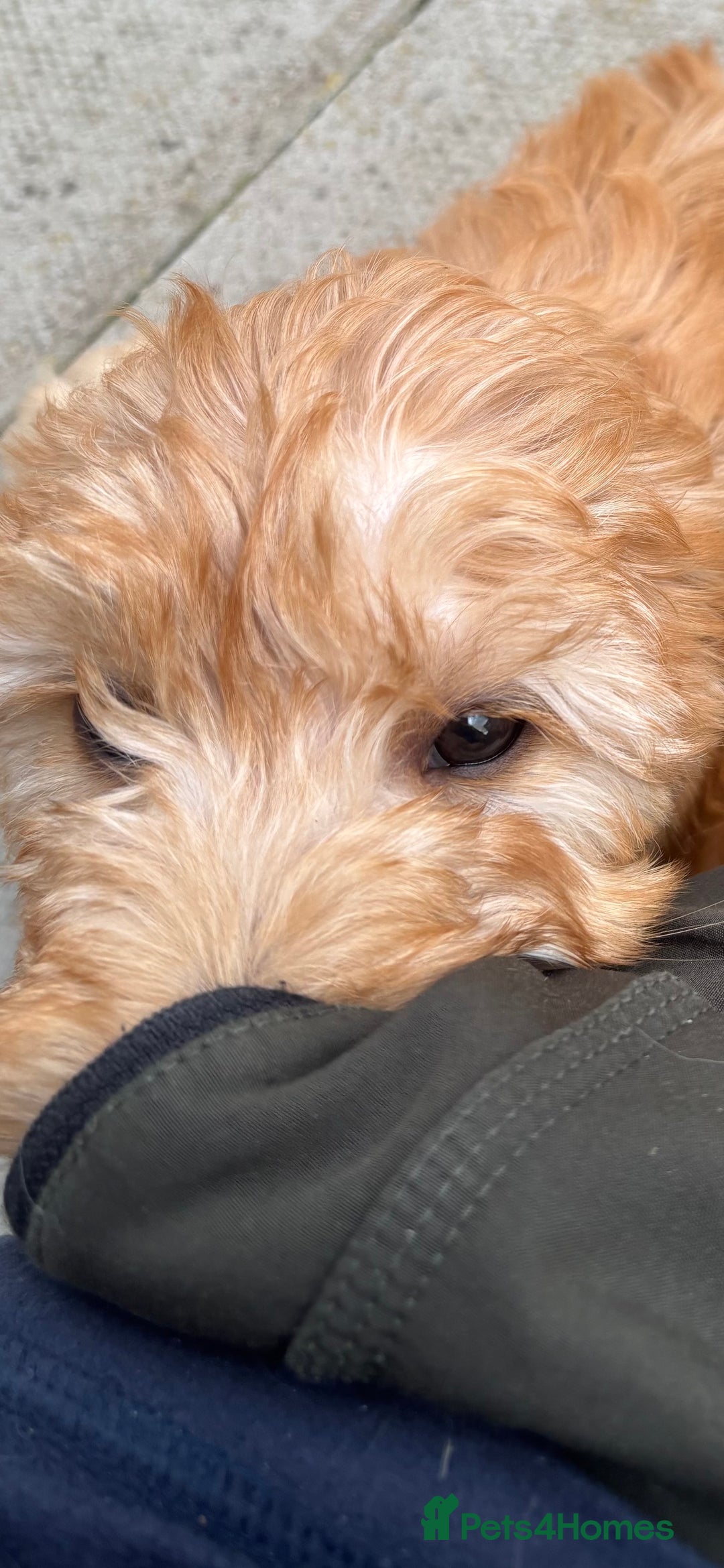Goldendoodle dogs for sale: F1 miniature Goldendoodle puppies. - Image 8