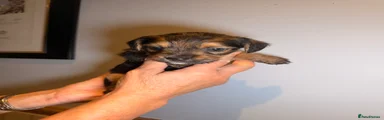 Mixed Breed 7