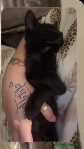 Mixed Breed cats Boy kitten  - Advert 5