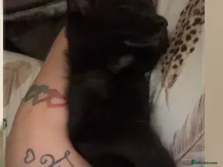 Mixed Breed cats Boy kitten - Advert 5