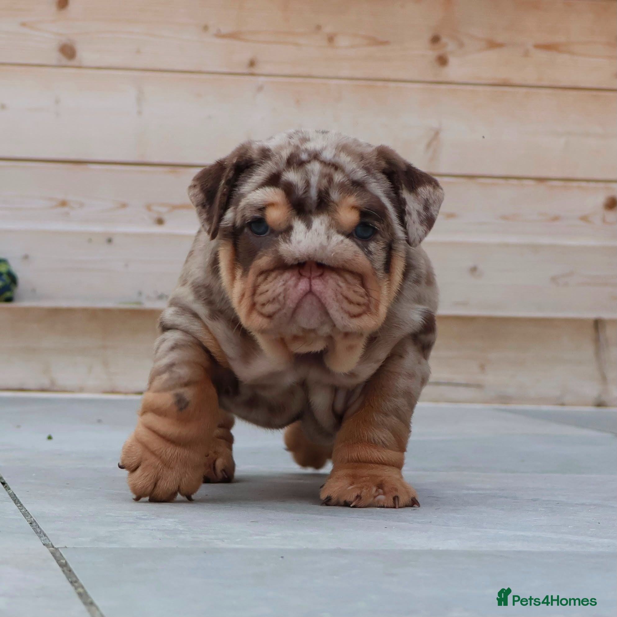 English Bulldog dogs Outstanding Litter of English Bulldogs - Advert 2