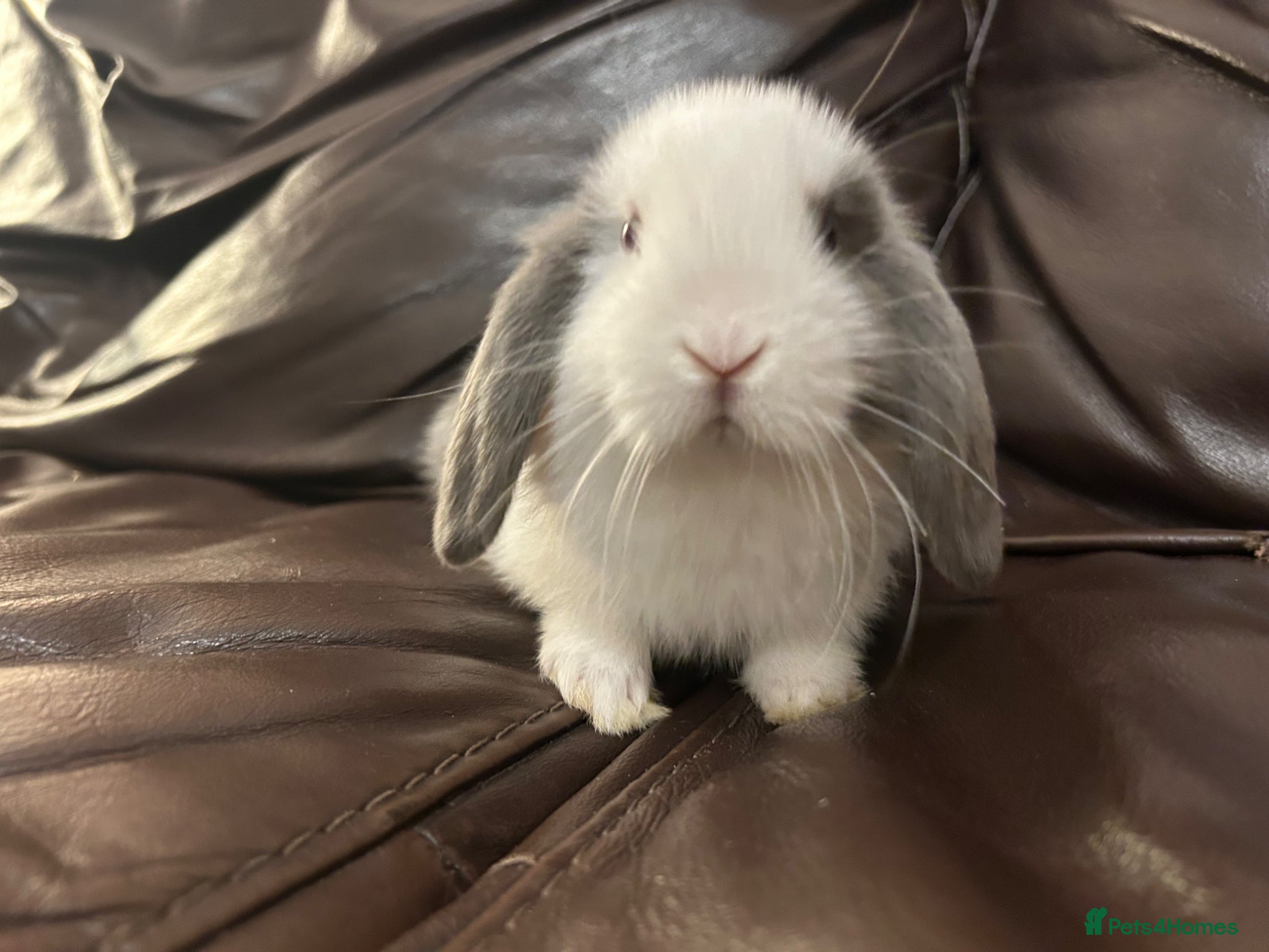 Mini Lop rabbits Baby minilops for sale  - Advert 1