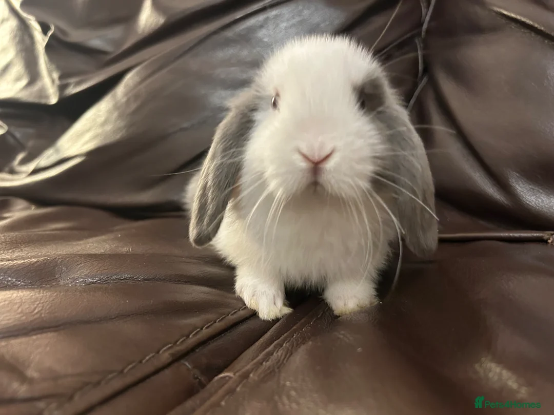 Mini Lop rabbits for sale: Baby minilops for sale  - Advert 1