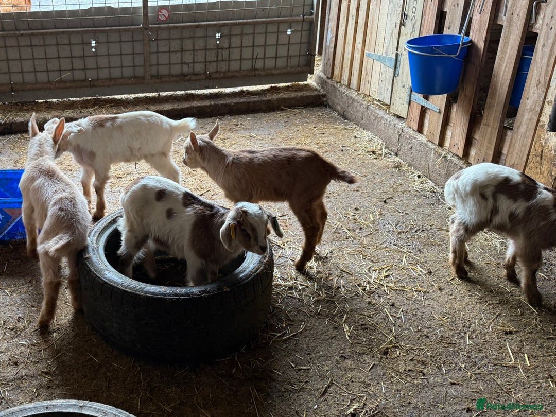 Goats livestock for sale: 2024 2025 does and wether for sale Boer x RGG - Image 7