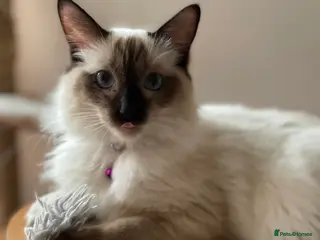 Ragdoll cats Beautiful Ragdoll boy (1 left) - Advert 2