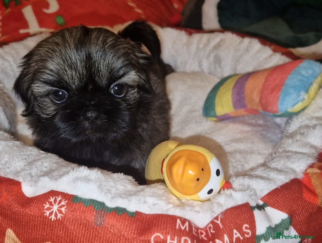 Shih Tzu dogs for sale: Imperial Shih Tzu- 1 beautiful girl❤️  - Advert 20