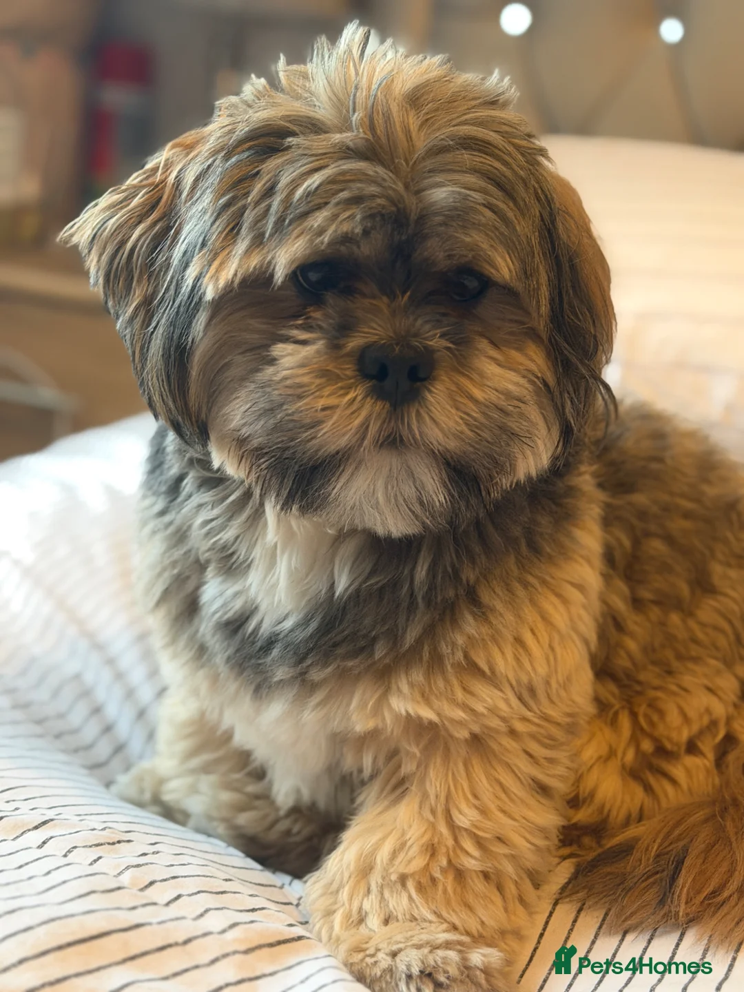 Lhasa Apso dogs for stud: Meet pippin. My beautiful male Lhasa apso in Selby - Advert 2
