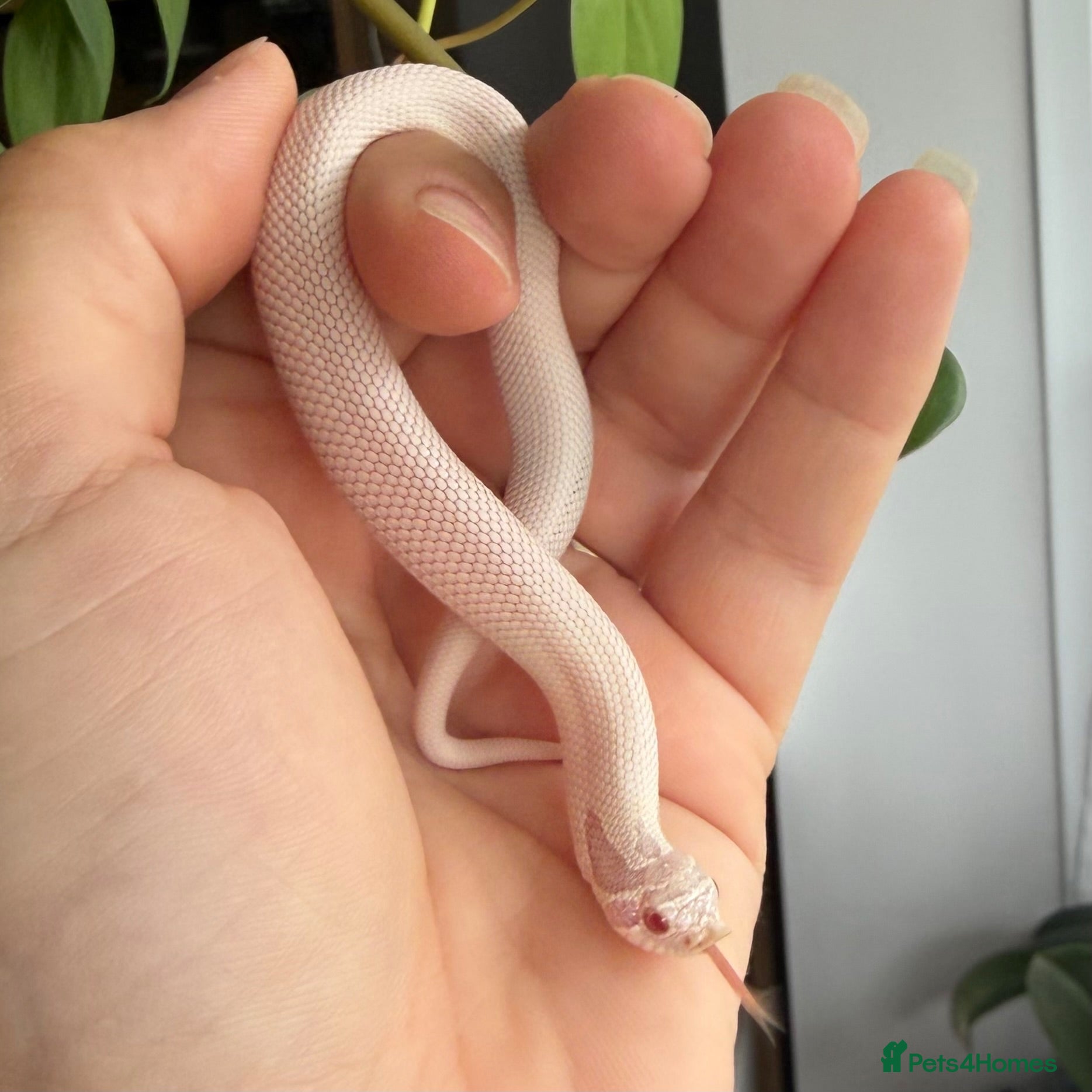 Snake reptiles Western Hognose Hatchlings - Advert 2