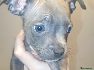 Mixed Breed dogs Frenchie x Staffy ( Puppies ) - Advert 14