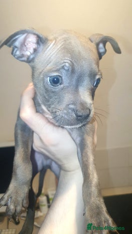 Mixed Breed dogs Frenchie x Staffy ( Puppies ) - Advert 1