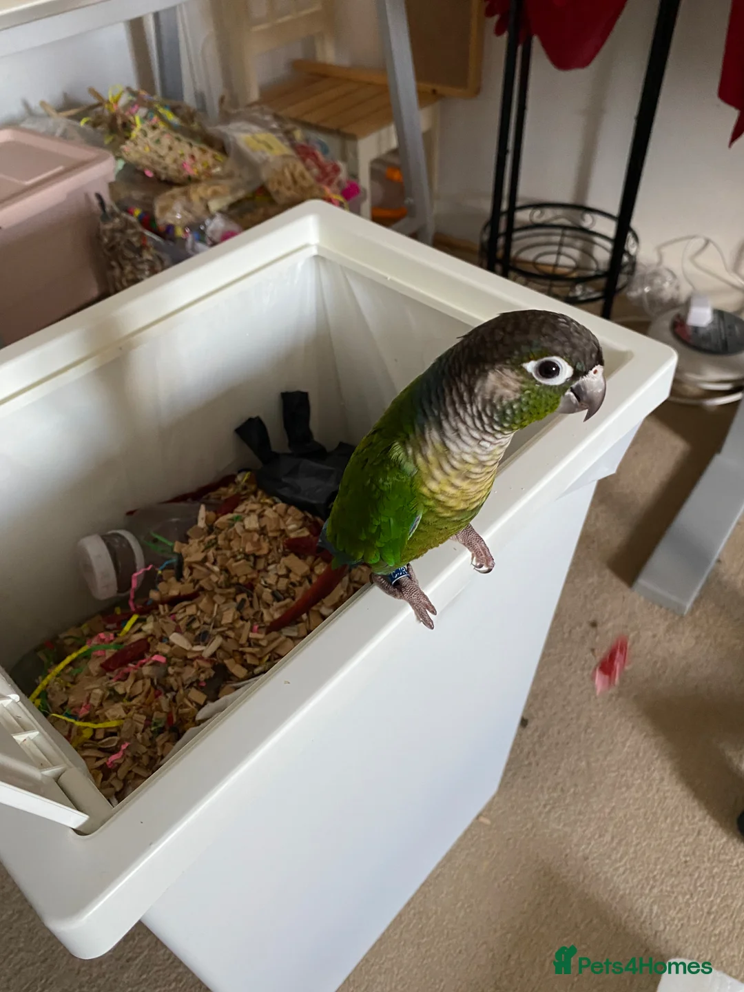 Conures birds for sale: Green cheek conure in Eastleigh - Advert 6