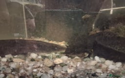Axolotl reptiles for sale: ALL NOW REHOMED. Axolotl Juveniles Approx 3 months - Advert 7