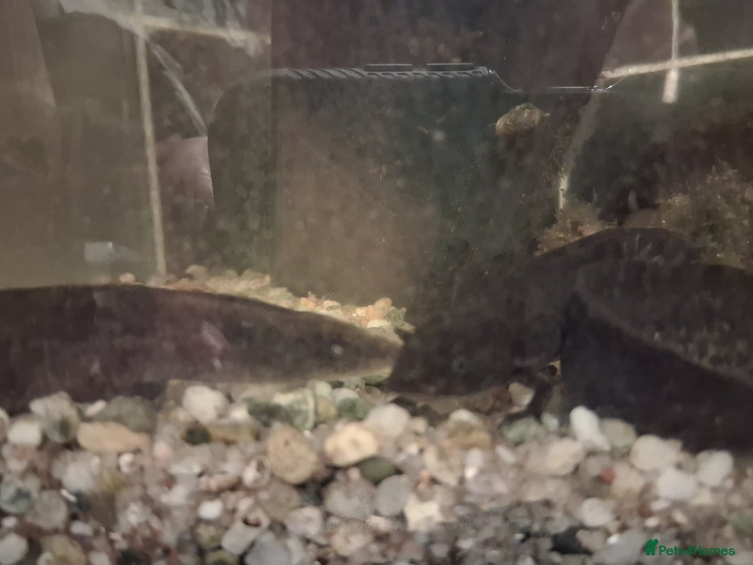 Axolotl reptiles for sale: ALL NOW REHOMED. Axolotl Juveniles Approx 3 months - Advert 7