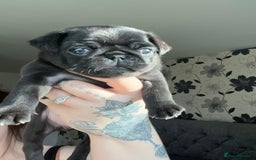 Pug dogs for stud: KC reg silver pug for stud  in Wolverhampton - Image 12