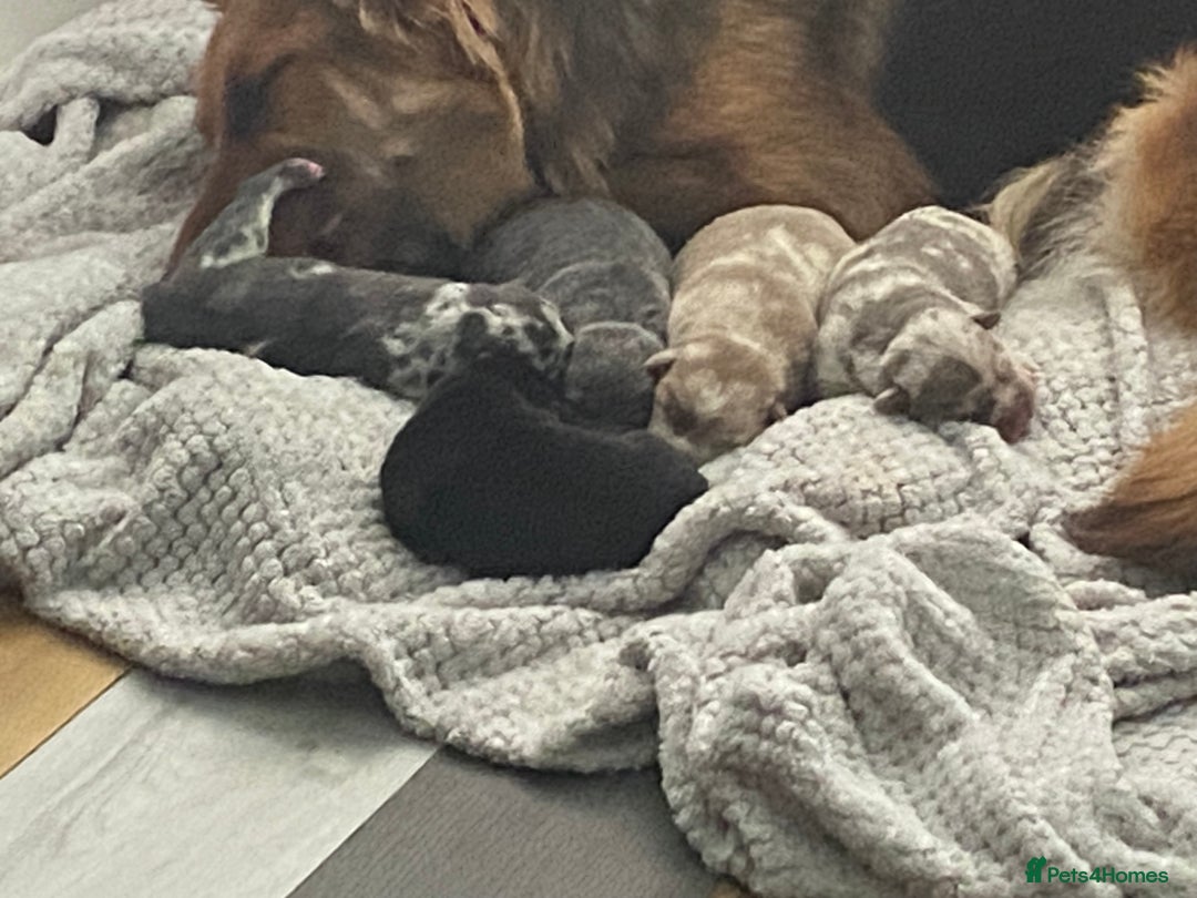 Mixed Breed dogs for sale: Can shepards - Advert 5