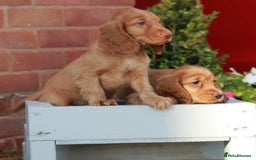 Cocker Spaniel dogs for sale: Full Cocker Spaniels Puppies  - Image 23