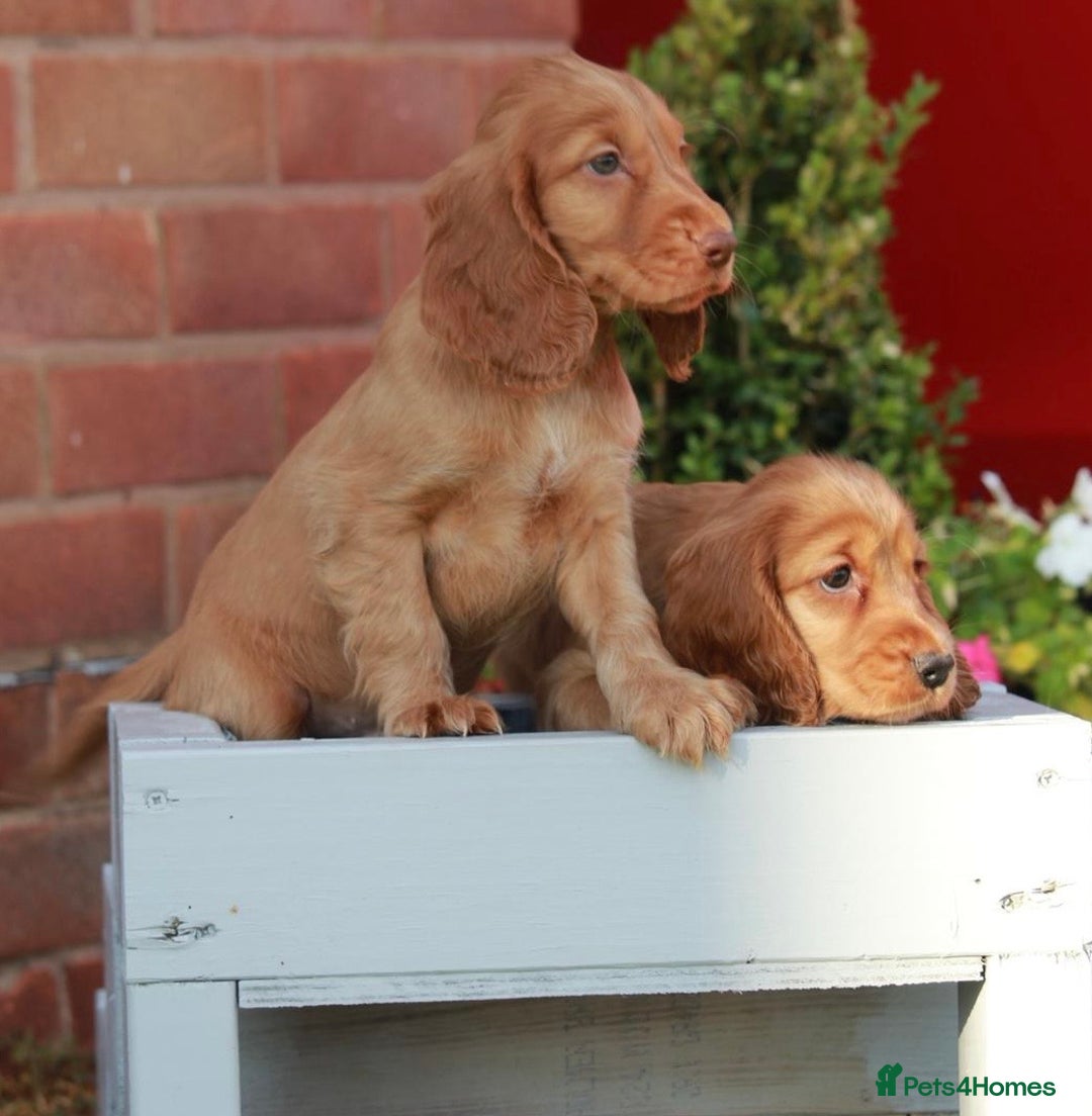 Cocker Spaniel dogs for sale: Full Cocker Spaniels Puppies  - Image 23