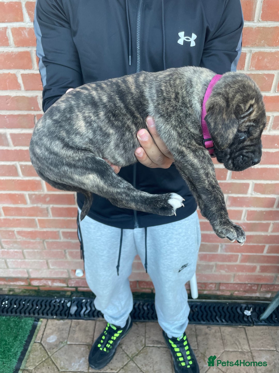 Presa Canario dogs for sale: Presa Canario Puppies Spanish x Serbian Imports - Advert 23