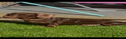 Miniature Dachshund dogs for stud: Chocolate/isabella miniature dachshund  in Darlington - Advert 7