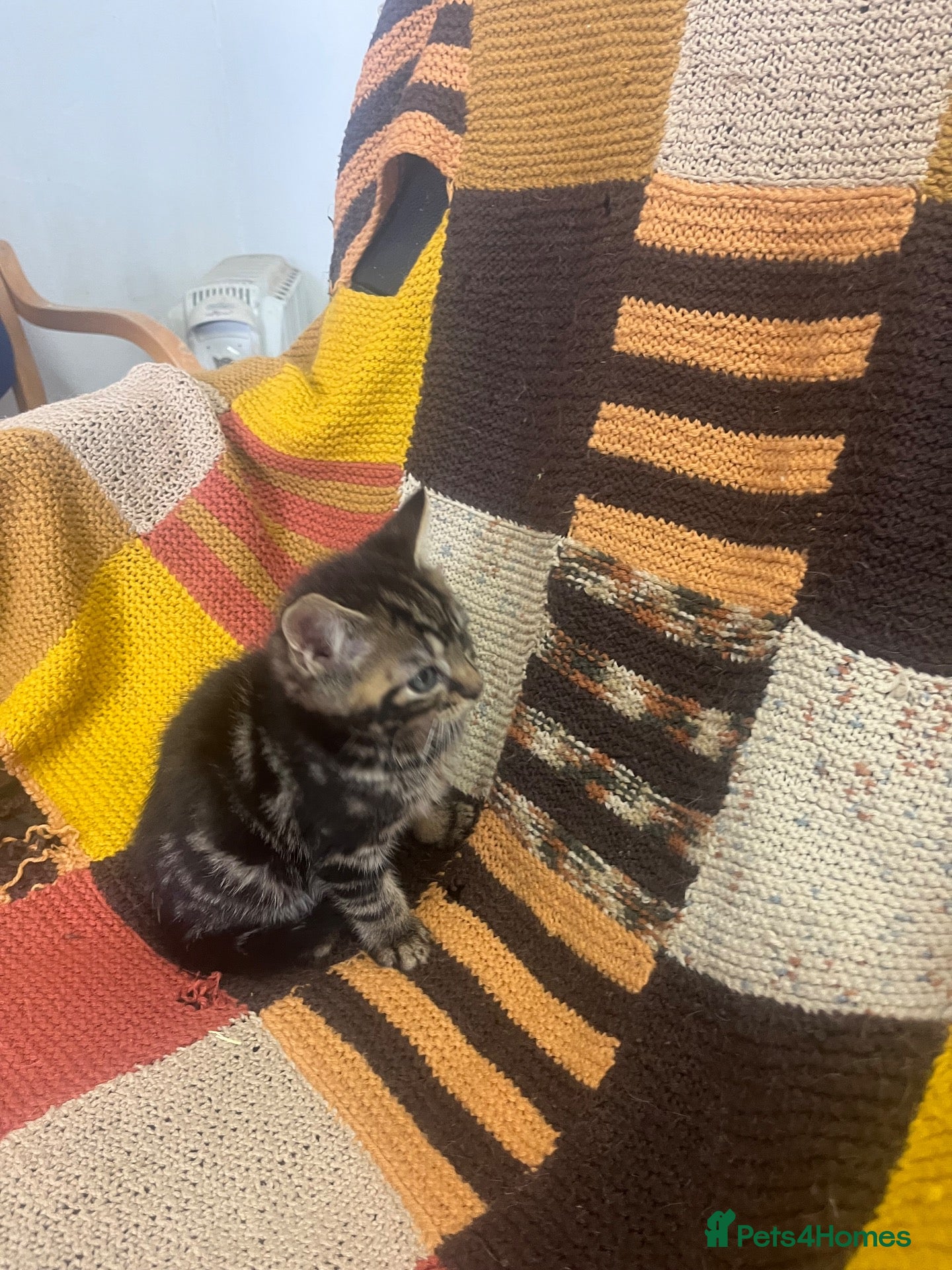 Mixed Breed cats Kittens looking for their forever homes  - Advert 1