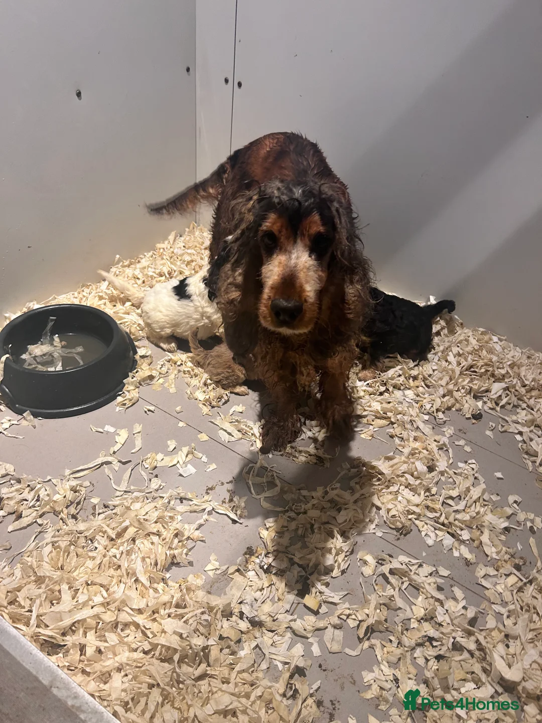 Cockapoo dogs for sale: F1 Cockerpo litter  - Advert 2