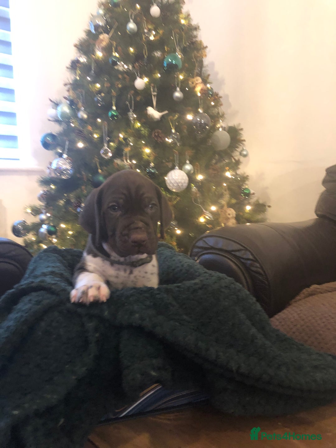 German Shorthaired Pointer dogs for sale: ALL RESERVED  - Advert 29