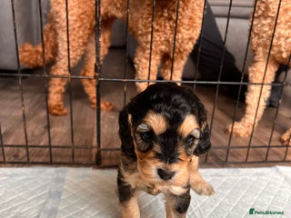 Cockapoo dogs Beautiful f1 cockapoo puppies - Advert 14
