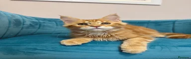 Maine Coon 1