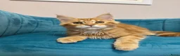 Maine Coon cats for sale: TICA Pedigree Registered Maine Coon Kittens - Advert 37