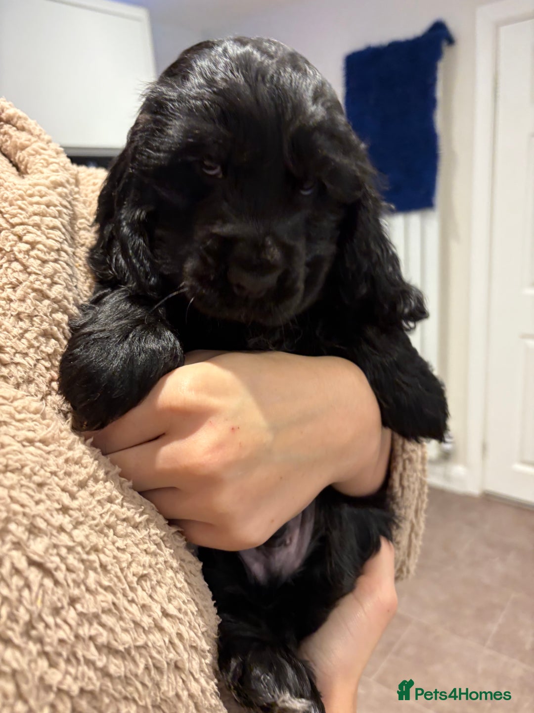 Cocker Spaniel dogs for sale: Stunning loveable black puppy - Advert 3