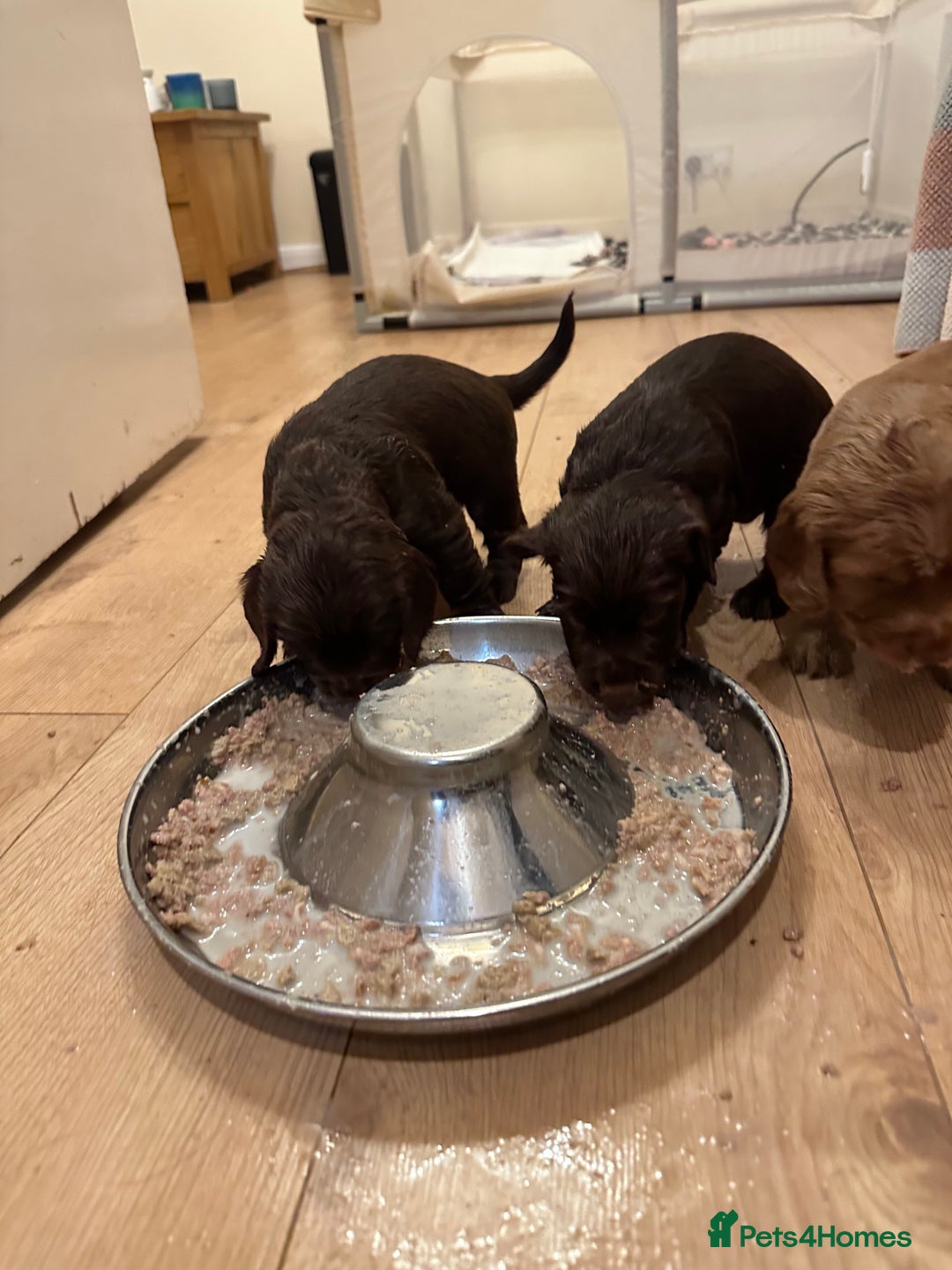 Cocker Spaniel dogs for sale: Cocker Spaniel Puppies- ready 17/12/25 - Advert 16