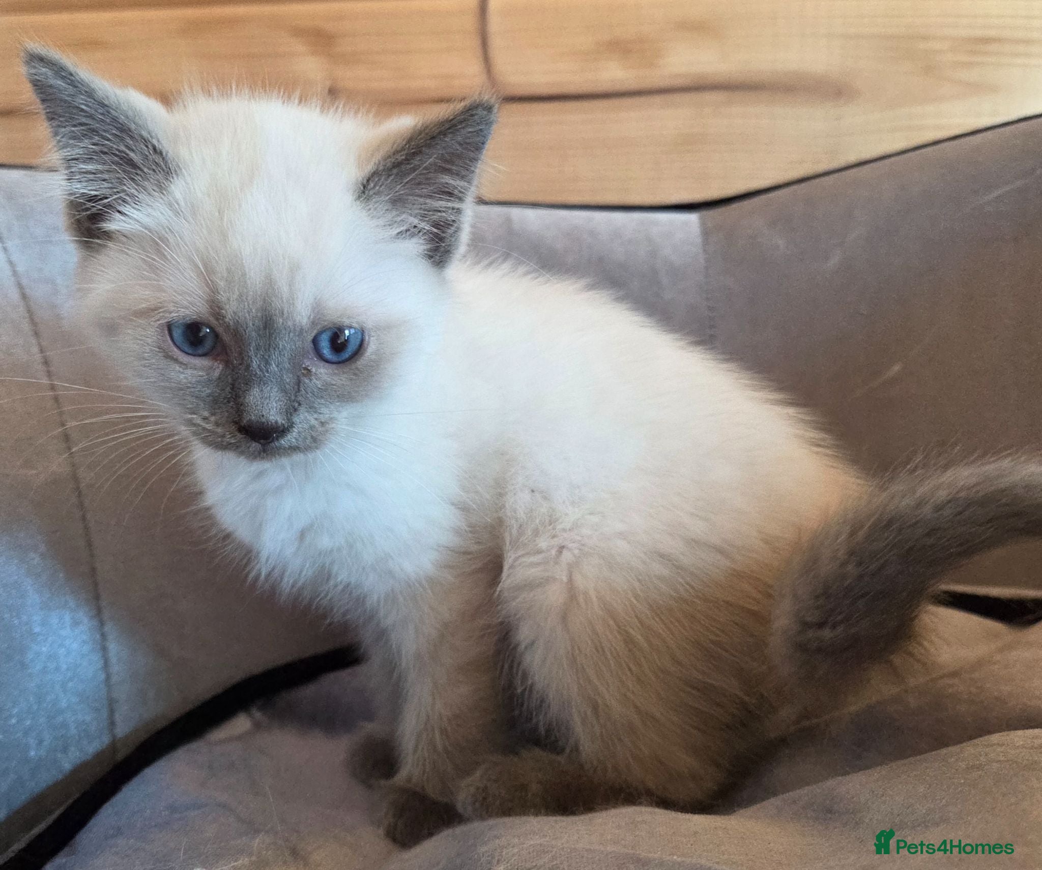 Ragdoll cats Ragdoll x British Short hair Blue Collar Sold - Advert 9