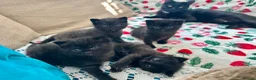 British Shorthair cats for sale: 🐾Beautiful Black British Shorthair Cross Kittens in Letchworth Garden City - Advert 25