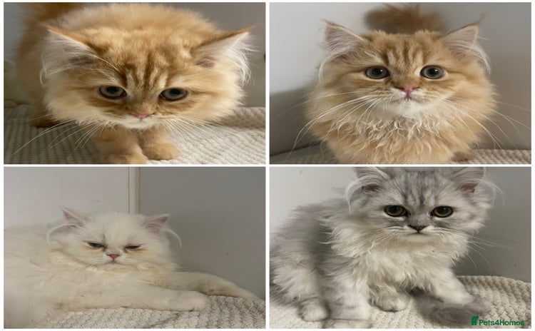 Persian cats - Advert 4