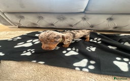 Miniature Dachshund dogs for sale: Miniature dapple dachshund  - Image 8